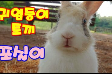 귀염둥이 토끼 포실이 (very cute rabbit)