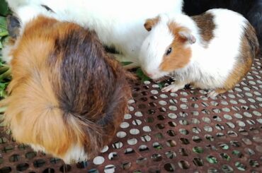 Rabbit Eating Vegetable Daily - Daily Rabbit Care - Funny and Cute Baby Bunny Rabbit Videos - Rabbit