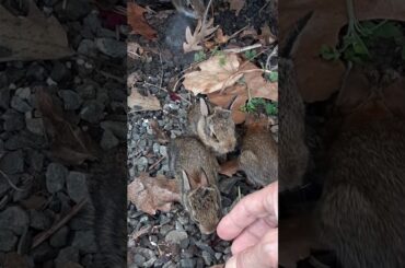 Baby Rabbits - C'mon: How Cute Is This?!??!?