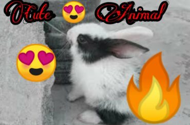 My pet new look 👀😍 || Animals||  || Dogs || Baby Rabbit||