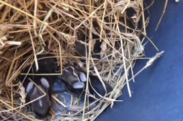 Abandon baby bunnies
