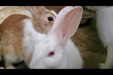 Funny and Cute Baby Bunny Rabbit Videos 🐇 Baby Animal Video