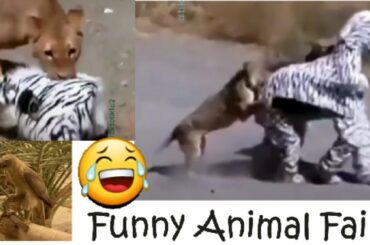 Funny Animal Fails || Try Not To Laugh Challenge 2020