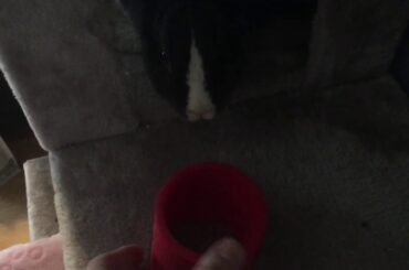 Cute Bunny Plays With a Slinky