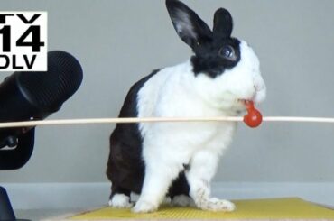 Cute Rabbit Eating Compilation🐰🐹🦊Cute Pet Animals