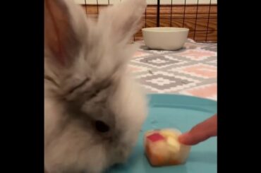 Cute Bunny Eats An Ice Treat