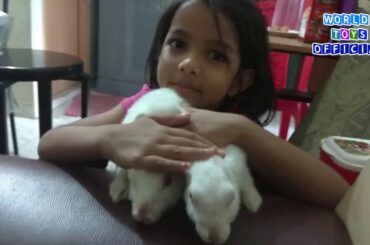 Wonderful Rabbit at Home Playground for Cute Rabbit Video with Nursery Rhymes Song