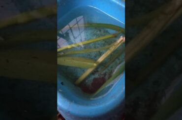 My bunny is sooooooo cute