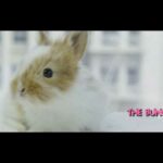 Cute Bunny chilling on the white fur - 4K