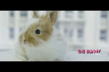 Cute Bunny chilling on the white fur - 4K