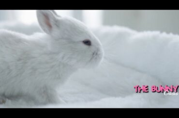 So cute baby bunny - 4k