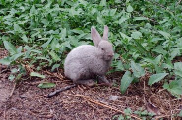 Video of cute baby rabbits in garden
