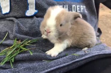 Baby bunny playing in my lap