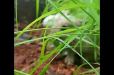 Cute baby bunnies playing!