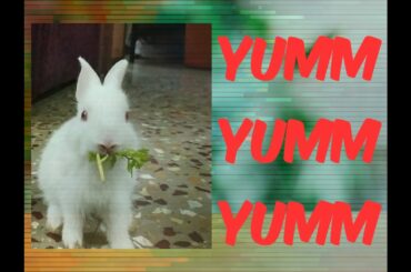 Cute Rabbit eats yumm yumm yumm 😋