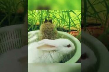 Cute and funny baby bunnies in a basket!