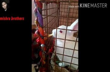 my cute rabbit enjoy me part 2