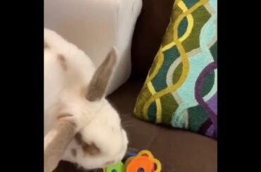 Cute Bunny Play Time