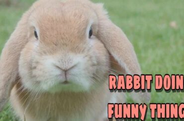 🔴 RABBIT DOING FUNNY THINGS