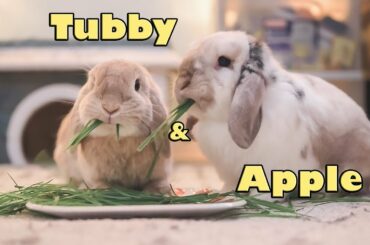 Cute bunnies fighting over food! FUNNY & LOVING