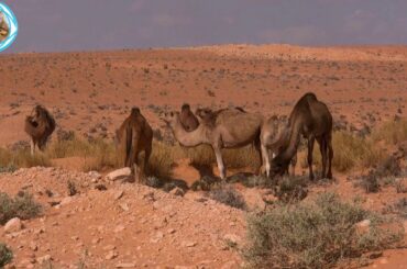 Cute camel Baby Videos Compilation (2020) Camel Ride for Babies | pet zone
