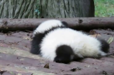 Two baby pandas  One running up like a rabbit, the other lying on the wood bed