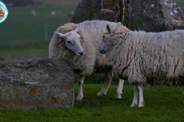 Cute Sheep Baby Goat Videos Compilation | Department of Agriculture and Food  (2020)