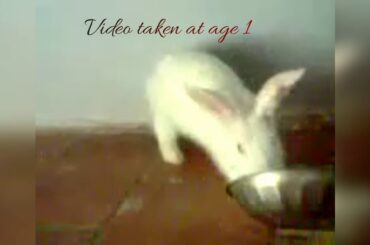 Rabbit love/My cute little snowy