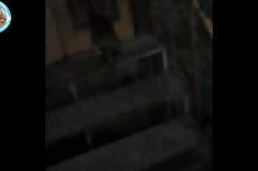 Street cat at night infront of my home | pet zone
