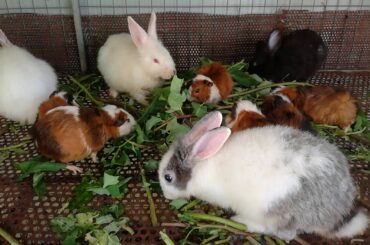 Daily Rabbits Eating - Funny Baby Bunny Rabbit Videos - Cute Rabbits Compilation 2020 - Cute Rabbits