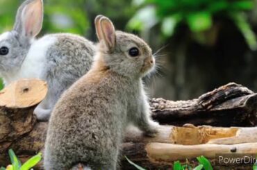 kumpulan kelinci lucu dan imut | cute rabbit | Cute bunny