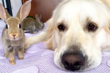 Golden Retriever as a BIG DADDY for Baby Bunnies!