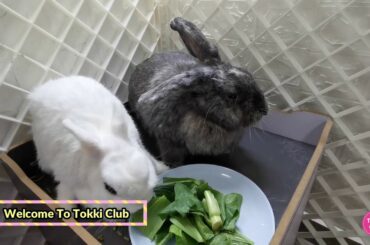 Cute Rabbit Video #18 - Will they be bonded and become friends?
