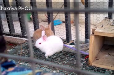 Cute Couple Of Brown And White Bunny
