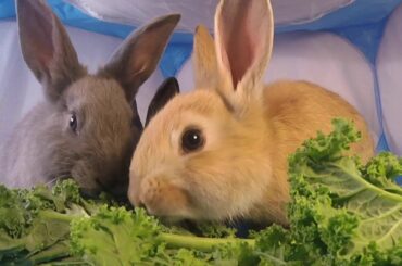 Baby Rabbits Eating Kale 1