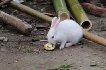 EATING GRASS CUTE RABBIT II2020II