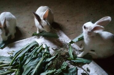 Feeding rabbit, morning feed