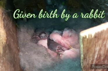 9 cute babies given birth by a rabbit