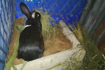 Rabbit making nest to give birth