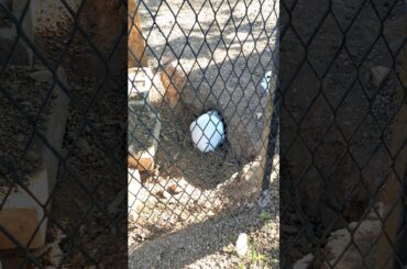 กระต่ายน่ารักขุดโพรง (Rabbiz Hill Resort จันทบุรี) I Cute Bunny @ Rabbiz Hill Resort