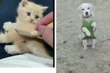 Cute animals Cute rabbit eating a carrot funny mouse