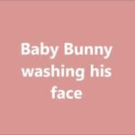 Adorable Baby Bunny Washing His Face - So Cute!