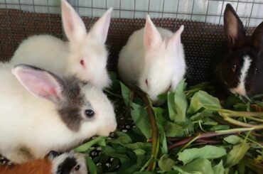 Daily Rabbits Eating - Funny and Cute Baby Bunny Rabbit Videos - Baby Animal Video Compilation  2020