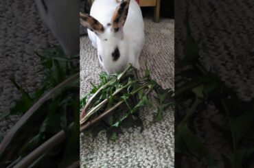 Cute rabbit eating that loud
