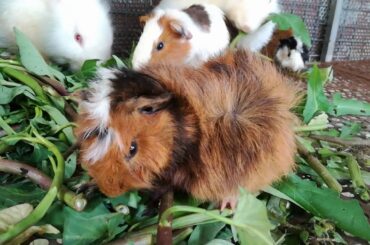 Funny Baby Rabbit Videos - Cute Baby Rabbits - Funny Bunny Baby Videos - Cute Bunnies Video - Rabbit