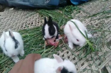 Cute rabbit baby funny vedios