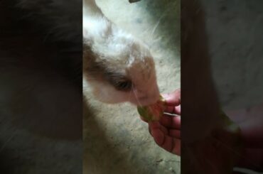 feeding guava to rabbit