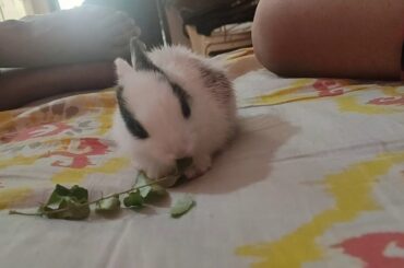 Cutest rabbit baby ❤ new member