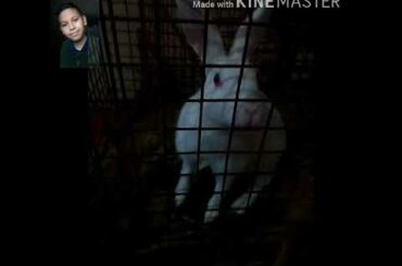 my cute bunny enjoy me part 3