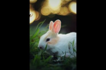 😘😘😘❤American Rabbit 😍😍😍 at grass ground eating grass